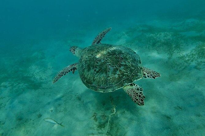 Snorkeling in Paradise - Videos Included - Authentic Encounters & Honest Feedback from Reviewers