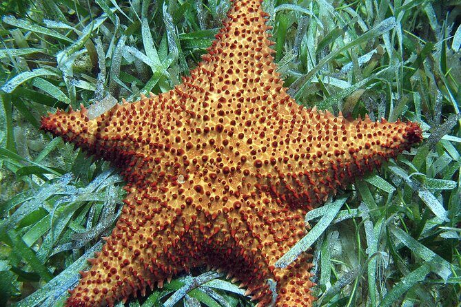 Snorkeling in Paradise - Videos Included - Who Will Love This Tour?