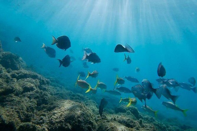 Snorkeling in Paradise - Videos Included - Final Thoughts: Is It Worth It?