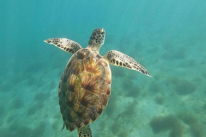 Snorkeling in Paradise - Videos Included - FAQ