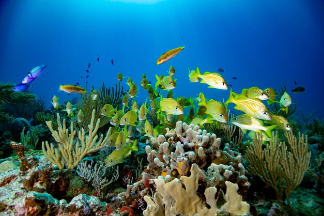Snorkeling in Puerto Morelos With a Certified Guide! - Use of Snorkeling Equipment
