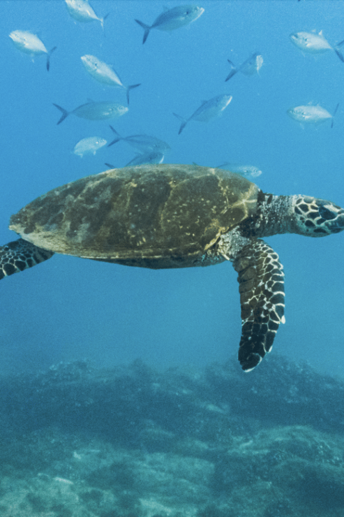 Snorkeling in San Jose Del Cabo - Good To Know