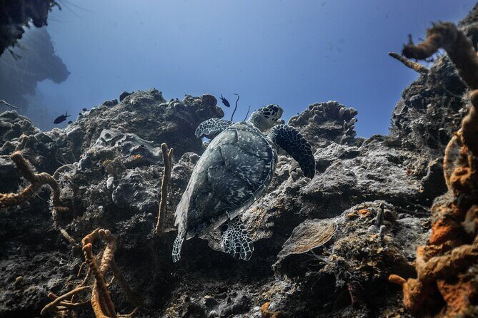 Snorkeling in San Jose del Cabo - Guides and Experience Quality