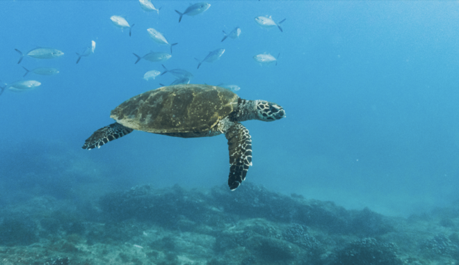 Snorkeling in San Jose Del Cabo - Preparing for the Adventure