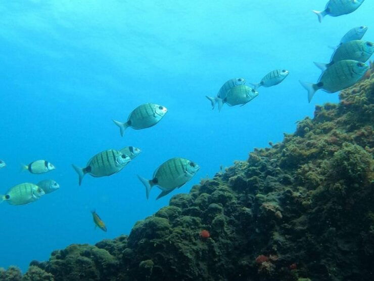 Snorkeling in Terceira Island - Good To Know