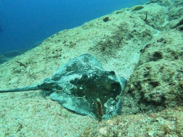Snorkeling in Terceira Island - Unique Underwater Life
