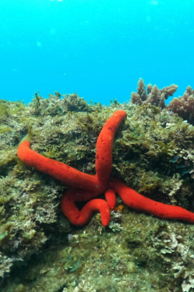 Snorkeling in Terceira Island - Booking Information