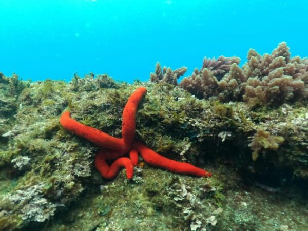 Snorkeling in Terceira Island - Frequently Asked Questions