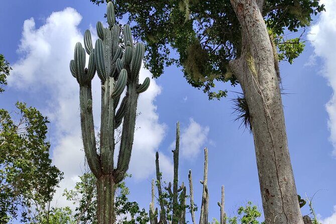 Snorkeling in the Cenotes of Bayahibe - Real-World Insights from Reviewers