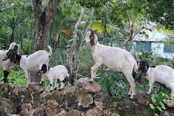 Snorkeling in the Cenotes of Bayahibe - Final Thoughts