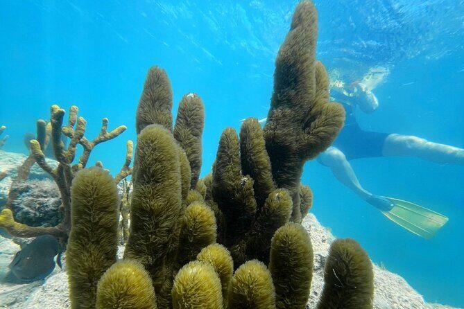 Snorkeling & Kayak Eco-Adventure in Puerto Rico - Good To Know