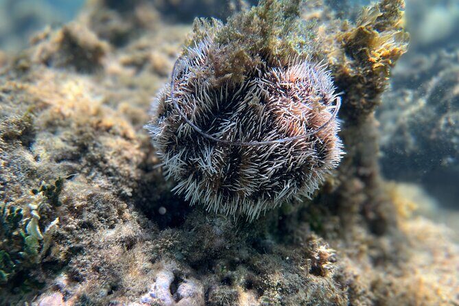 Snorkeling Lesson & Interactive Experience for Kids and Adults - The Sum Up