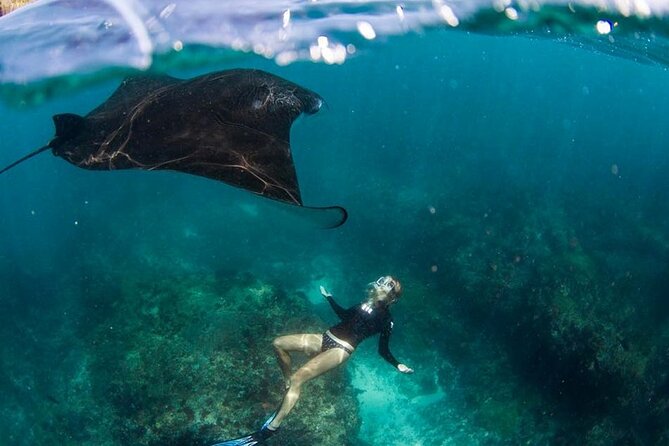 Snorkeling Manta Ray in Nusa Lembongan - Tour Overview and Pricing