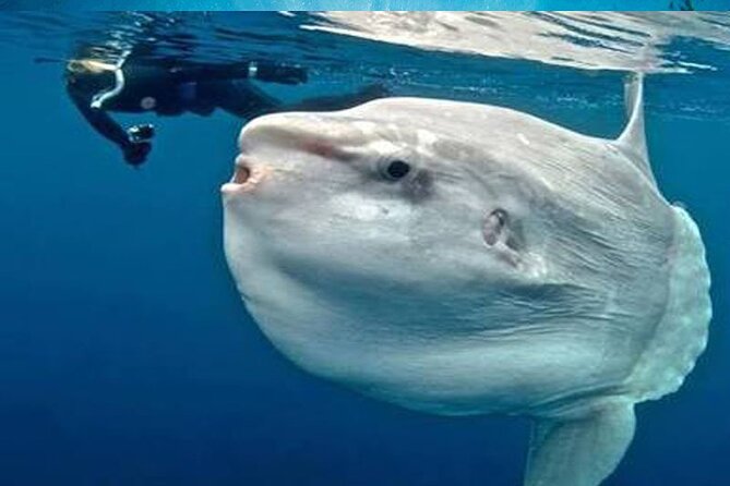 Snorkeling Nusa Lembongan - Snorkeling Trips With Manta Ray - Additional Information