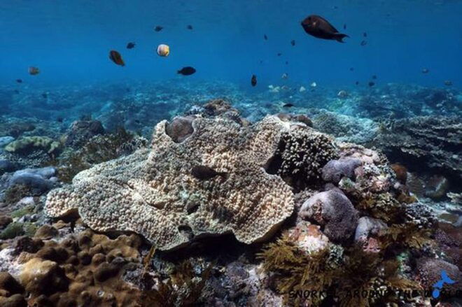 Snorkeling Nusa Penida Expedition 4 Point - Customer Feedback