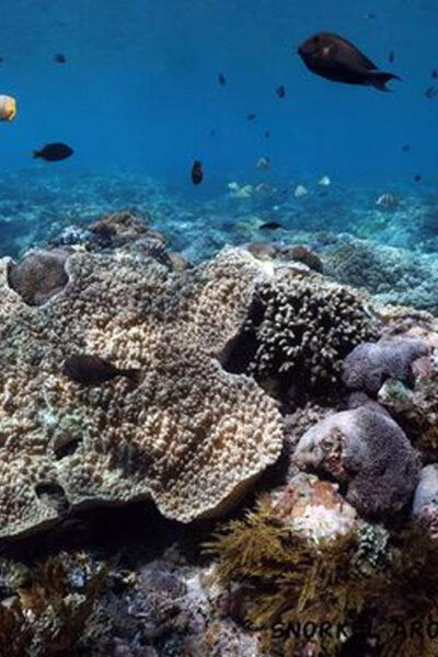 Snorkeling Nusa Penida Expedition 4 Point - Best Time to Visit