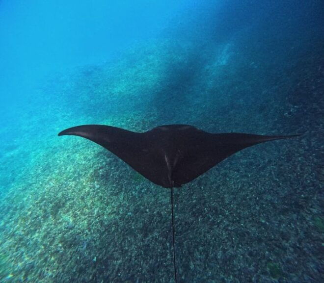 Snorkeling Nusapenida - Best Part Swim With the Mantarays - Optional Activities for Adventure Seekers