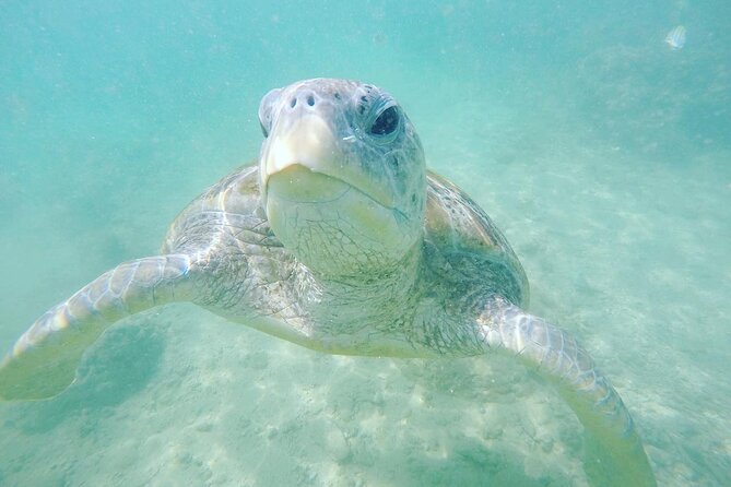 Snorkeling On Beautiful Rock Island - Unawatuna by Boat - Schedule and Inclusions