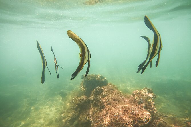 Snorkeling On Beautiful Rock Island - Unawatuna by Boat - Operator and Cancellation Policy