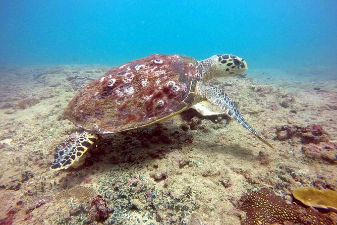 Snorkeling On Beautiful Rock Island - Unawatuna by Boat - Frequently Asked Questions