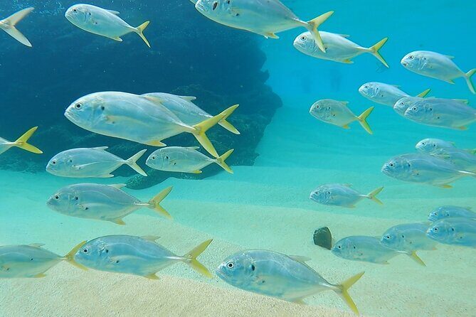 Snorkeling On Chilean Beach Transportation And Drinks Included - An In-Depth Look at the Snorkeling Experience