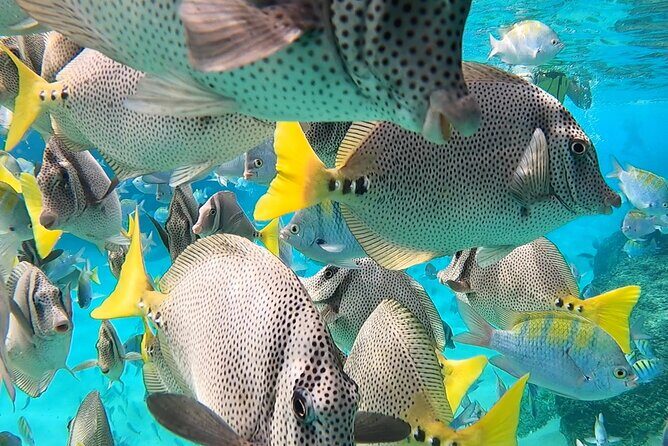 Snorkeling On Chilean Beach Transportation And Drinks Included - Final Thoughts: Who Is This Tour Best For?
