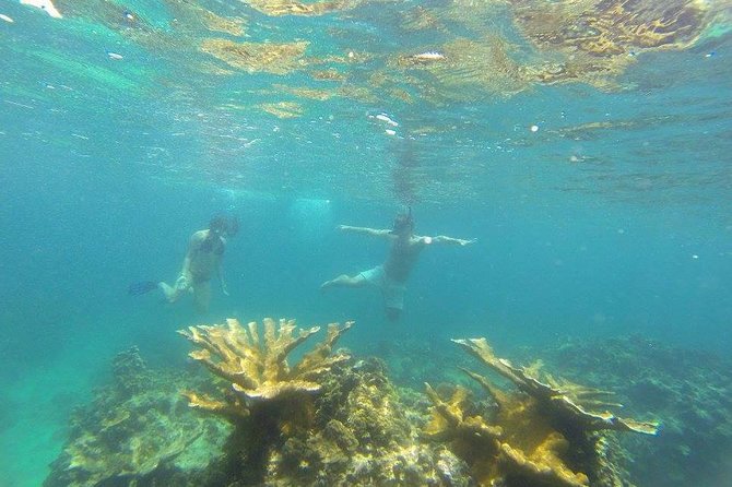 Snorkeling on the Caribbean Side of Panama - Snorkeling Tour Highlights