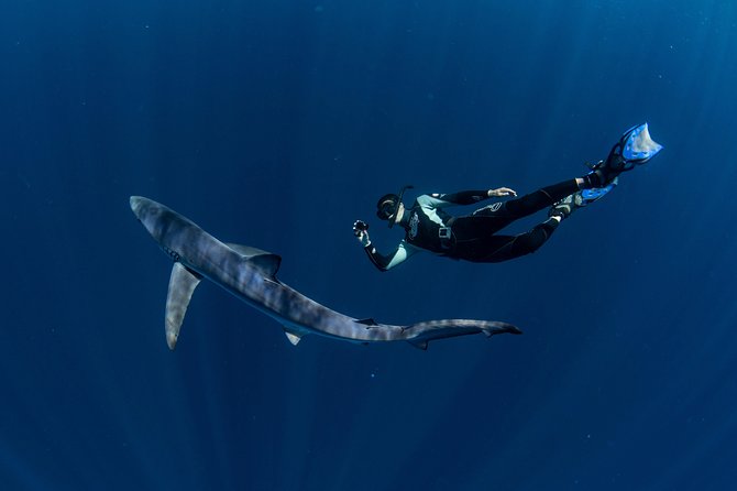 Snorkeling or Swimming With Sharks in Cabo San Lucas - Additional Information and Cancellation Policy