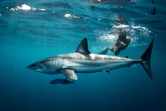 Snorkeling or Swimming With Sharks in Cabo San Lucas - Best Time to See Sharks