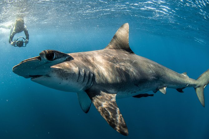 Snorkeling or Swimming With Sharks in Cabo San Lucas - Negative and Mixed Reviews