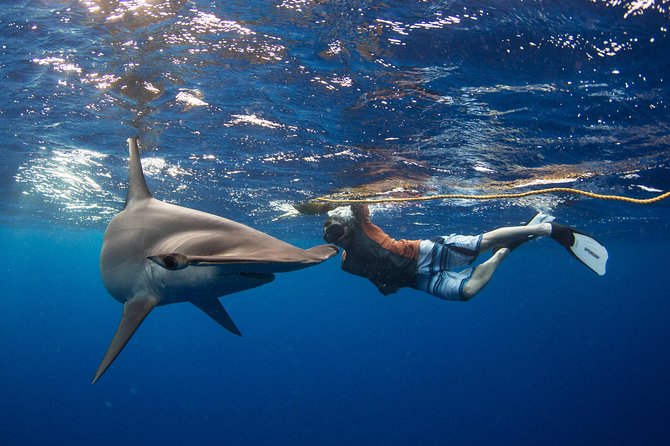 Snorkeling or Swimming With Sharks in Cabo San Lucas - Learning, Safety, and Positive Experiences