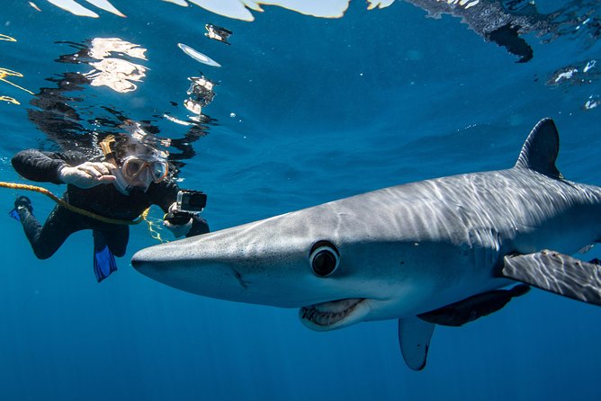 Snorkeling or Swimming With Sharks in Cabo San Lucas - The Sum Up