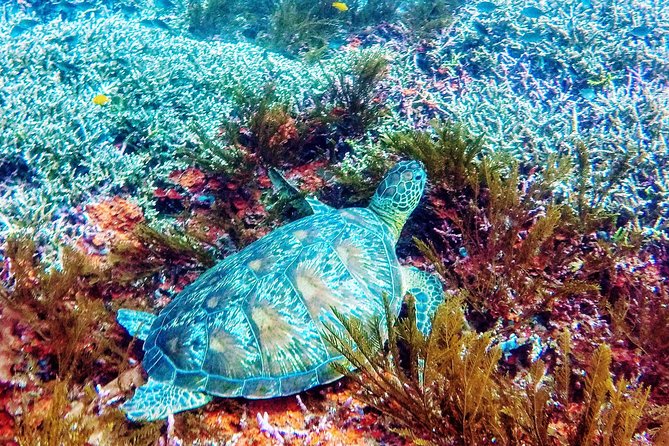 Snorkeling Package at Padang Bai Blue Lagoon - Select Date and Travelers