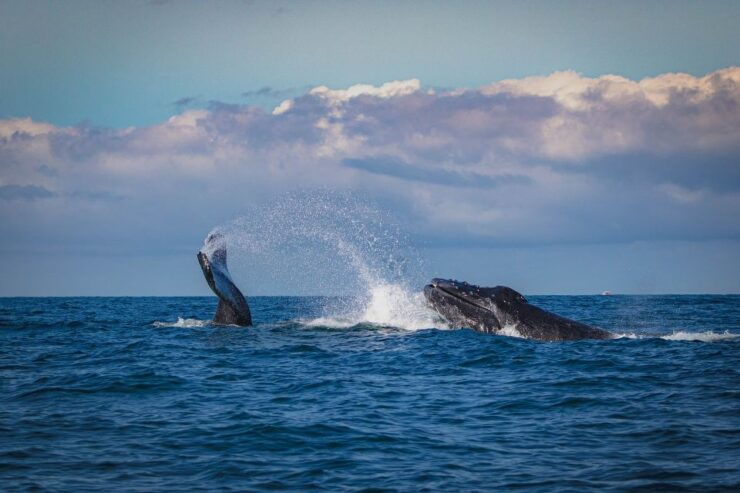Snorkeling Safari in Mirissa - Experience Highlights