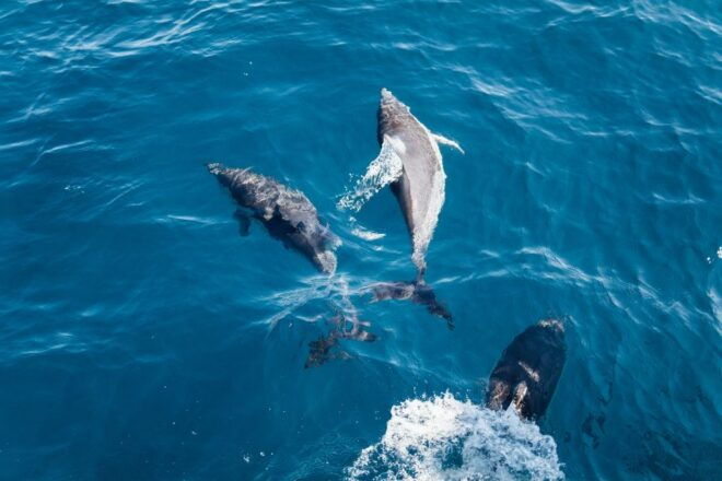 Snorkeling Safari in Mirissa - The Marine Life Encounter
