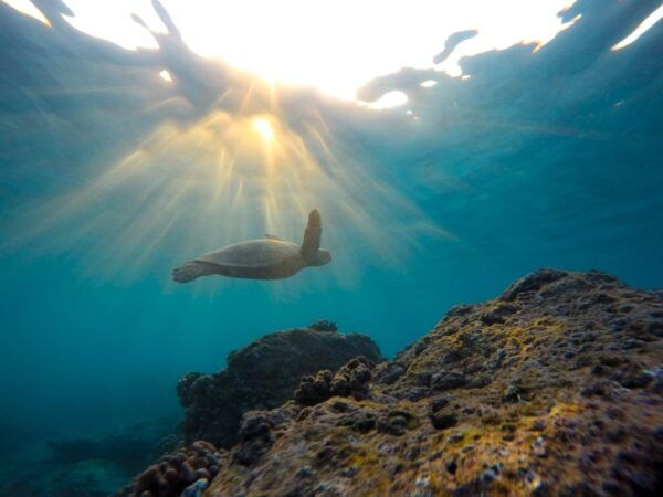 Snorkeling Safari in Mirissa - Common Questions