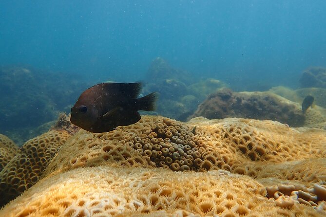 Snorkeling San Carlos With a Marine Biologist - Cancellation Policy
