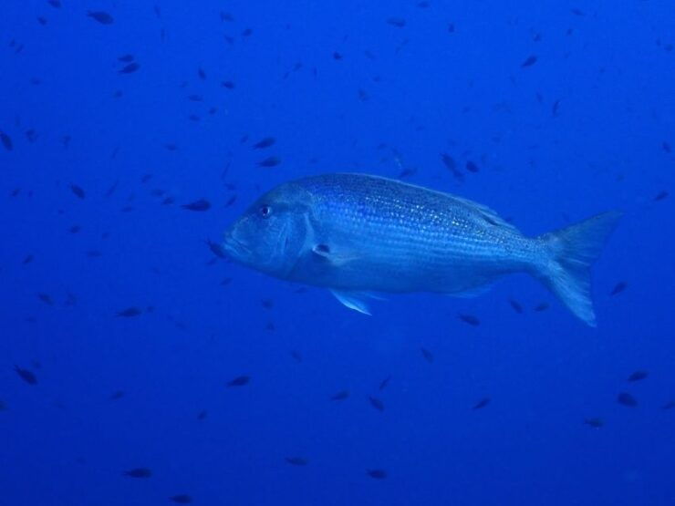 Snorkeling - Snorkeling - Good To Know