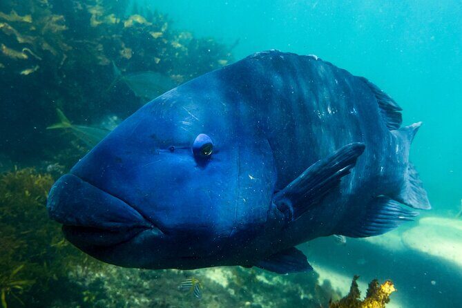Snorkeling To Discover Sydney's Underwater Wonders - A Closer Look at the Snorkeling Tour
