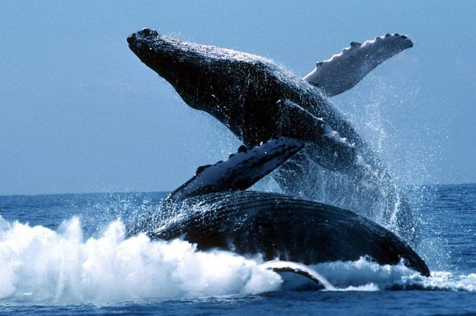 Snorkeling Tour and Whales Watching - Machalilla National Park - Booking Information