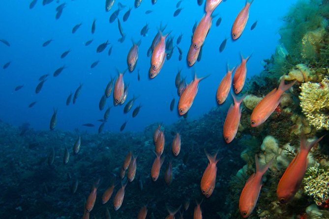 Snorkeling Tour Around the Isola Bella Nature Reserve - Tour Confirmation and Accessibility