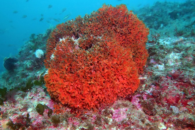 Snorkeling Tour Around the Isola Bella Nature Reserve - Additional Information for Travelers