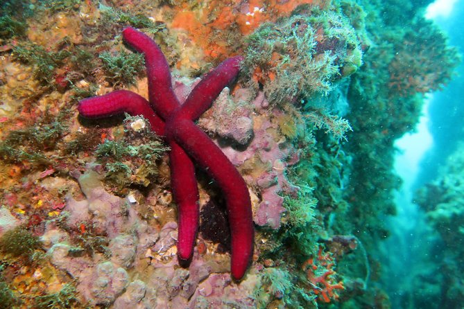 Snorkeling Tour Around the Isola Bella Nature Reserve - Reviews and Ratings From Viator and Tripadvisor
