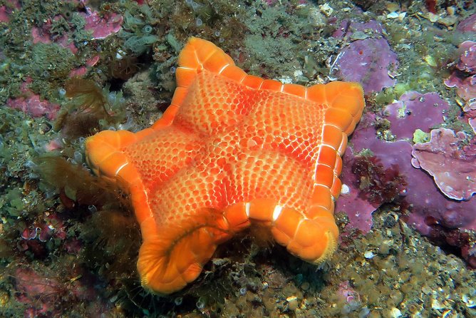 Snorkeling Tour Around the Isola Bella Nature Reserve - The Sum Up