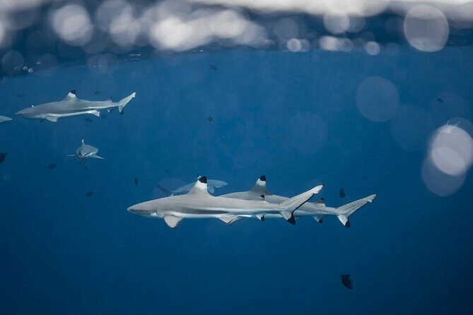 Snorkeling tour by boat on Moorea - The Experience: What You Can Expect