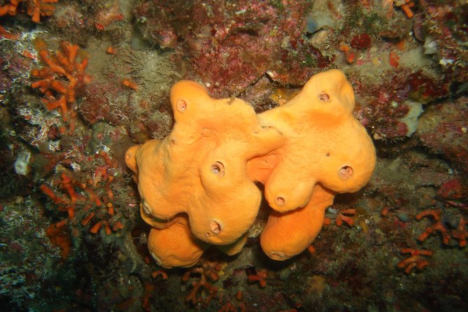 Snorkeling Tour Coast to Coast Taormina & Isola Bella - Tour Details and Logistics