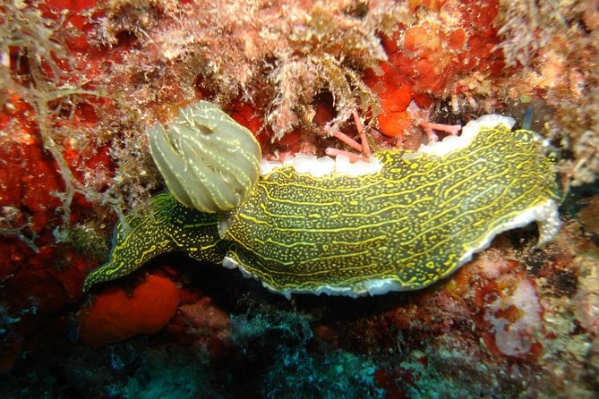Snorkeling Tour Coast to Coast Taormina & Isola Bella - Highlights of the Marine Wildlife
