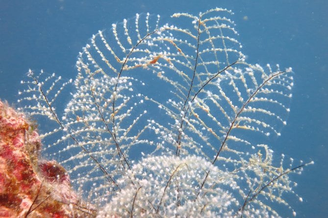Snorkeling Tour Coast to Coast Taormina & Isola Bella - Safety Instructions and Beginner Orientation