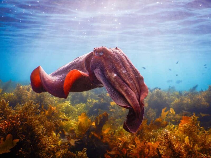 Snorkeling Tour: Discover Sydneys impressive sea life - Good To Know