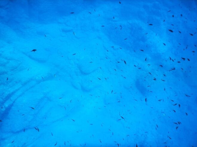 Snorkeling Tour in Levanto: Discover the Wonders of the Sea! - Inclusions